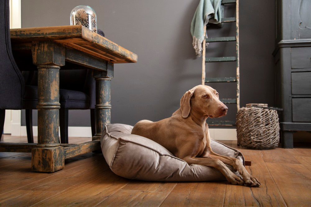 NALINO Grey Velvet Dog Cushion